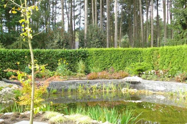 natuurlijk ronde vijver met op de voorgrond een ginko biloba japense notenboom hovenier belgie